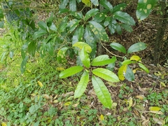 Cephaleuros lagerheimii