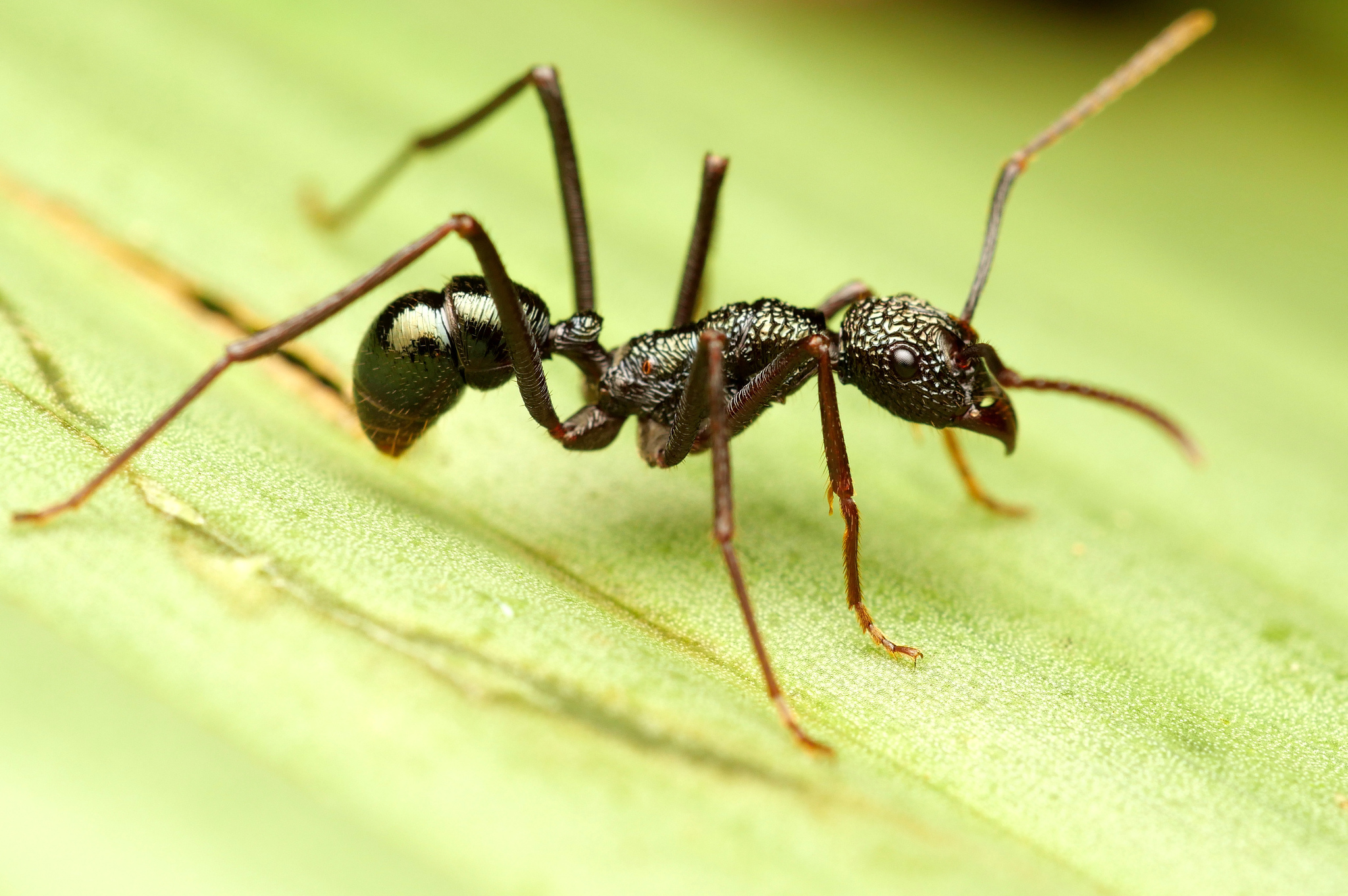 Rhytidoponera abdominalis