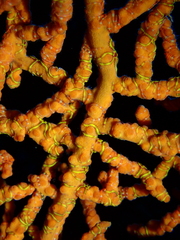 Ophiothela