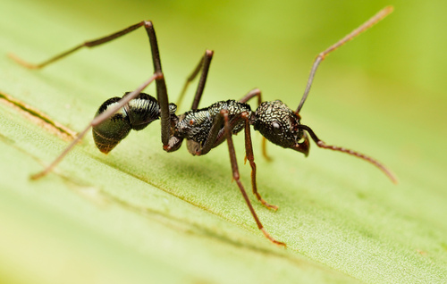 Rhytidoponera abdominalisRhytidoponera abdominalis