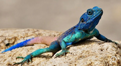 Acanthocercus adramitanus