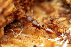 Vollenhovia
