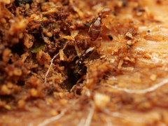 Vollenhovia
