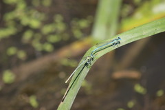 Platycnemis pennipes