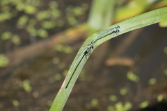 Platycnemis pennipes
