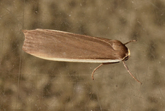 Palaeosia bicosta