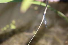 Coenagrion puella