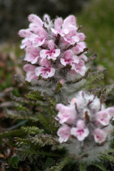 Pedicularis dasyantha