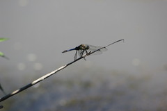 Orthetrum cancellatum