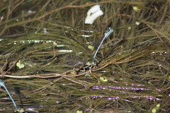 Platycnemis pennipes