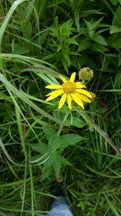 Verbesina helianthoides