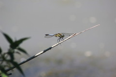 Orthetrum cancellatum