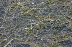 Platycnemis pennipes