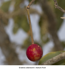 Crateva adansonii