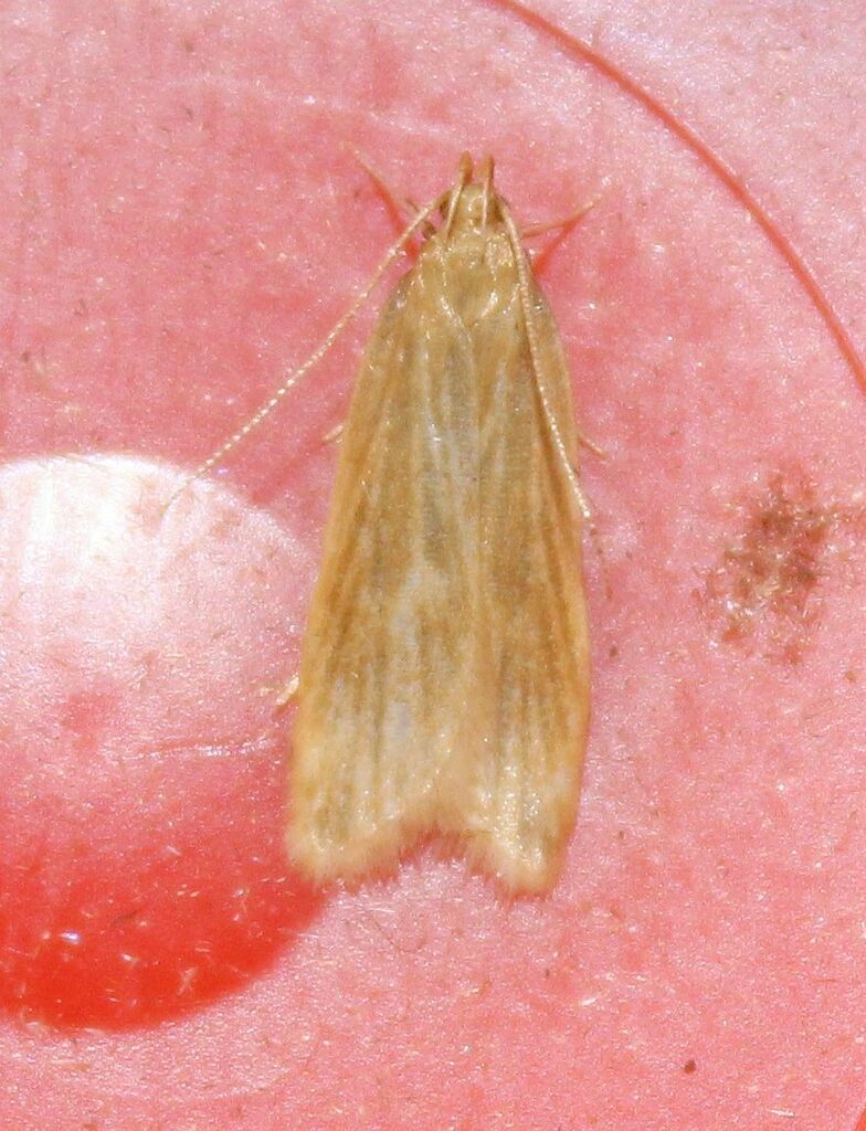 Orange Crest from Netherton, Dudley, UK on July 07, 2022 at 0734 AM by