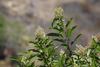 Laurel Sumac - Photo (c) James Bailey, some rights reserved (CC BY-NC), uploaded by James Bailey