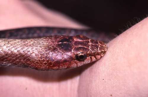 Tiny Night Snake