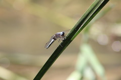 Libellula fulva