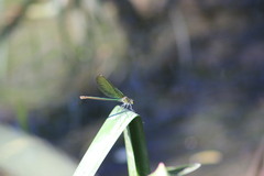 Calopteryx splendens