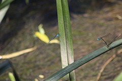 Coenagrion puella
