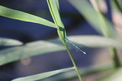 Coenagrion puella