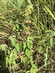 Triumfetta tomentosa