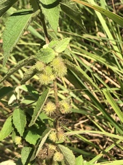 Triumfetta tomentosa