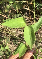 Triumfetta tomentosa