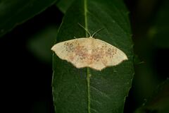 Cyclophora lennigiaria