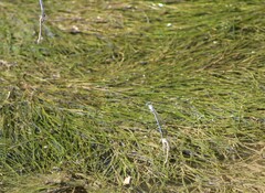 Platycnemis pennipes