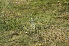 Platycnemis pennipes