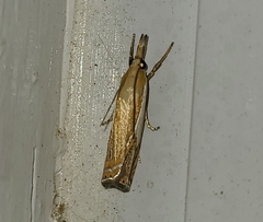 Crambus agitatellus