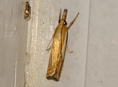 Crambus agitatellus
