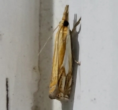 Crambus agitatellus