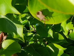 Coreus marginatus