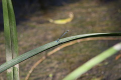 Platycnemis pennipes