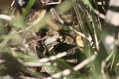 Pelophylax ridibundus