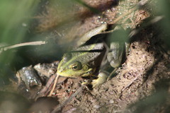 Pelophylax ridibundus