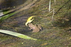 Pelophylax ridibundus