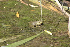 Pelophylax ridibundus