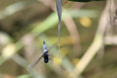 Libellula fulva