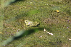 Pelophylax ridibundus