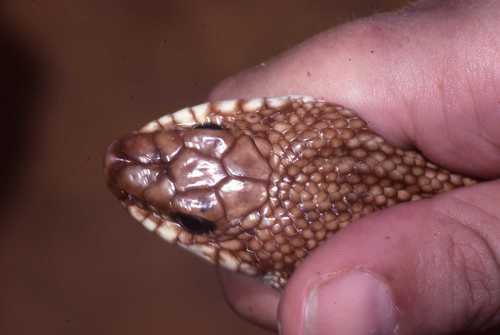 Reticulated Hognose Snake