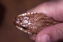 Leioheterodon geayi