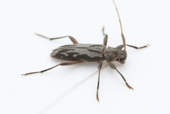 Lepturges symmetricus