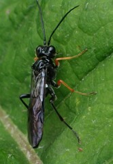 Tenthredo mandibularis
