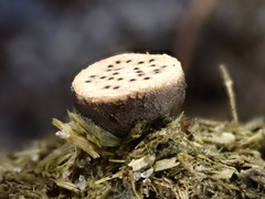 Poronia erici