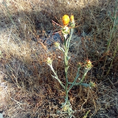 Centaurea solstitialis solstitialis