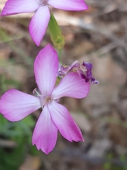 Dianthus ciliatus