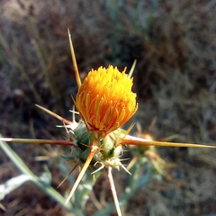 Centaurea solstitialis solstitialis
